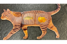 Kot sekwencyjny Kot sekwencyjny